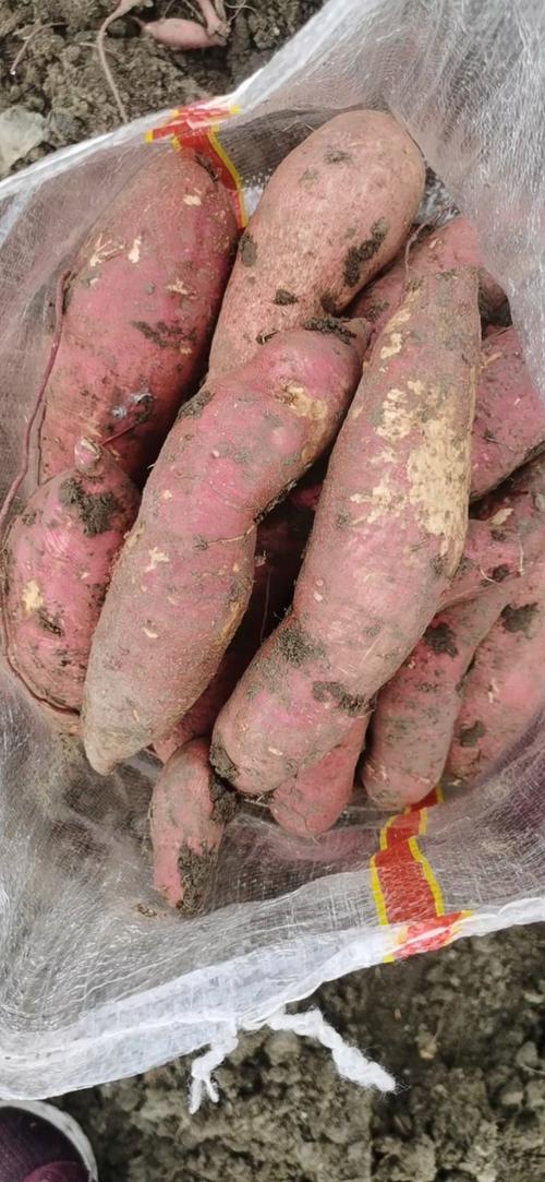山东临沂平邑县红薯 0