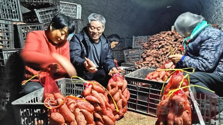 嵩县:点"薯"成金奔富路