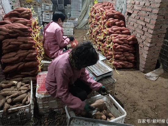 莱芜10万斤蜜薯找到销路!平阴农民发来求助:也帮帮我们